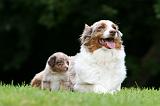 BERGER AUSTRALIEN - ADULT & PUPPY 103